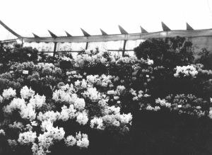 Chelsea Circa 1920 Rhododendron Display