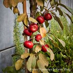 Farm Shop Produce