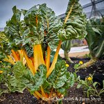 Farm Shop Produce