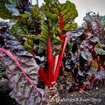 Farm Shop Produce Groceries