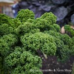 Farm Shop Produce