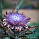 Farm Shop Produce