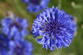 Annuals for picking