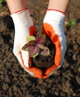 Special feeds for special plants