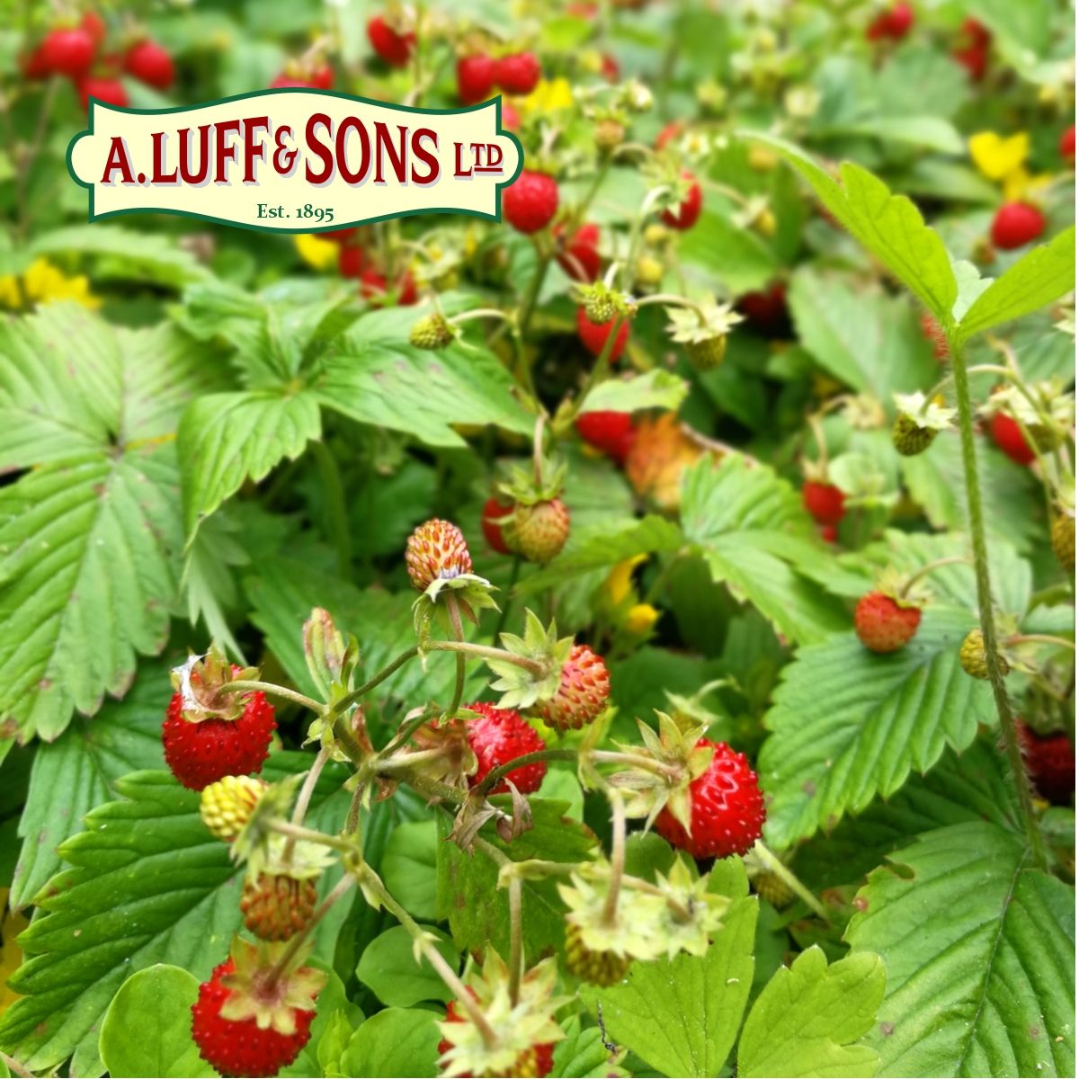 Alpine Strawberry Ripley Nurseries Garden Centre Farm Shop