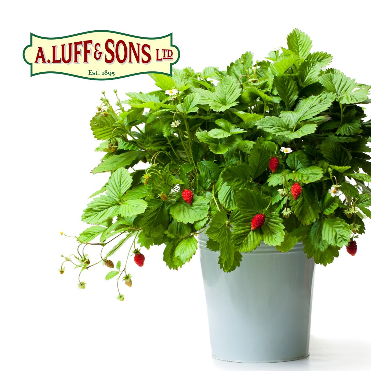 Alpine Strawberry Ripley Nurseries Garden Centre Farm Shop