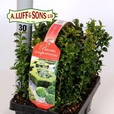 Buxus sempervirens 6 Pack XL - image 1