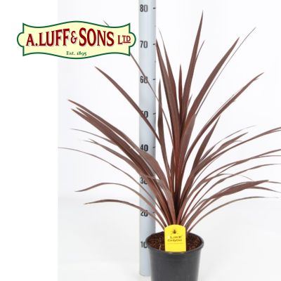 Cordyline australis Red Star - image 3