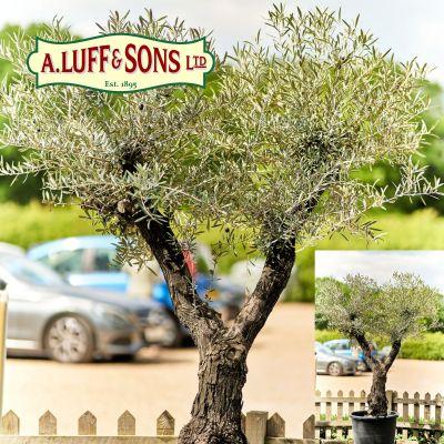 Old Olive Tree - image 3