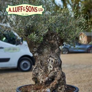 Olea europaea "Olive Tree" - image 2