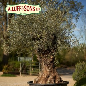 Olea europaea "Olive Tree" - image 1