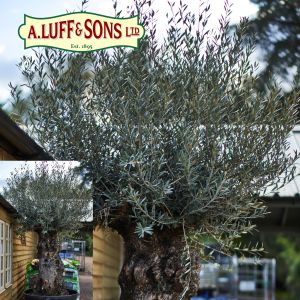 Olea europaea "Olive Tree" - image 4