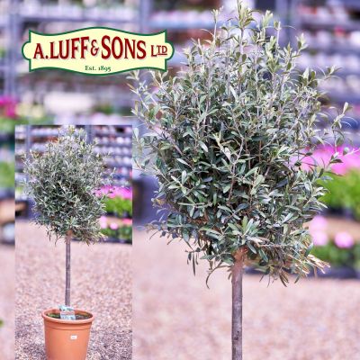Olive Tree 60cm Std 40/50 Head - image 2