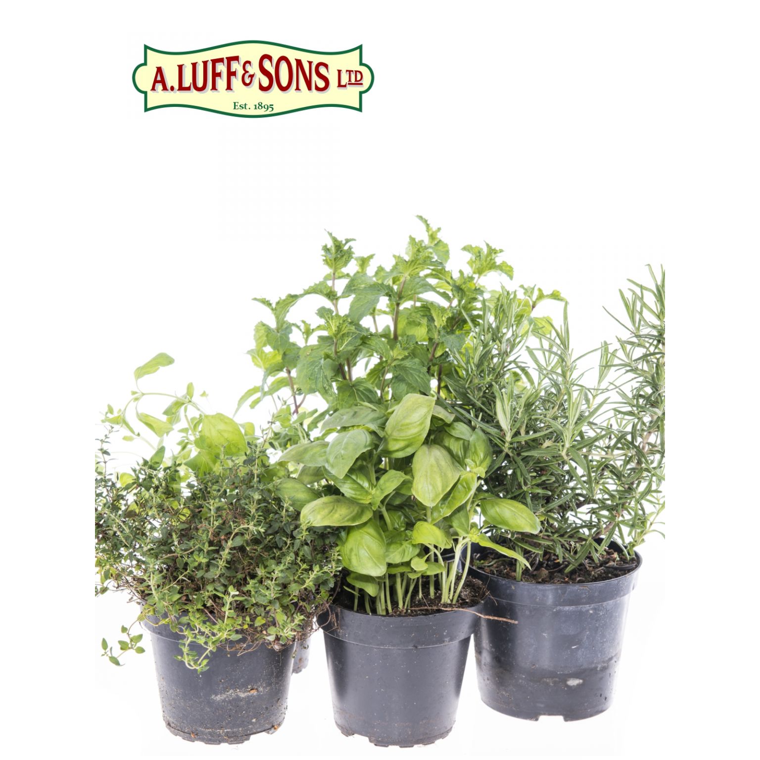 Oregano French Golden Ripley Nurseries Garden Centre Farm Shop